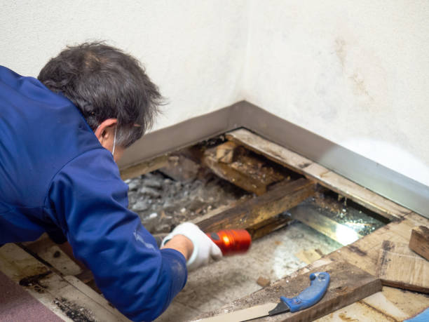 Best Attic Mold Removal  in Somers, WI