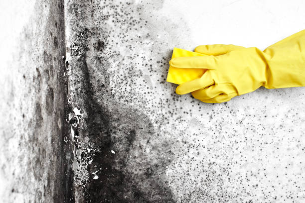 Best Black Mold Removal  in Somers, WI