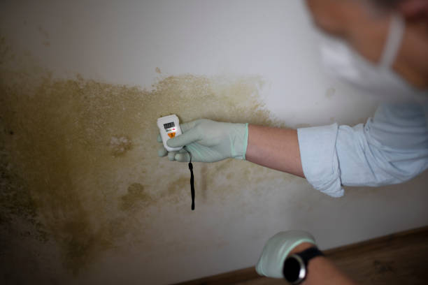 Best Mold Testing  in Somers, WI