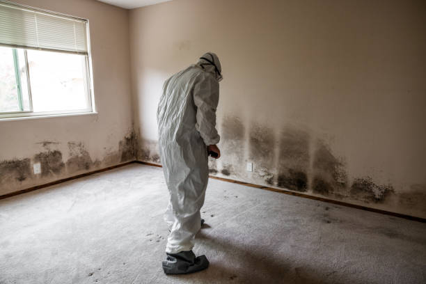 Best Black Mold Removal  in Somers, WI