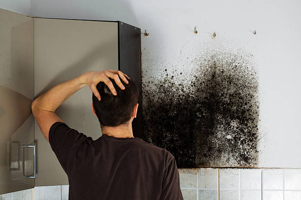 Best Crawl Space Mold Removal  in Somers, WI